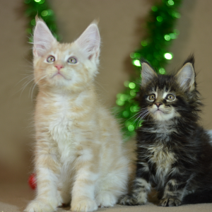 Maine coon kittens